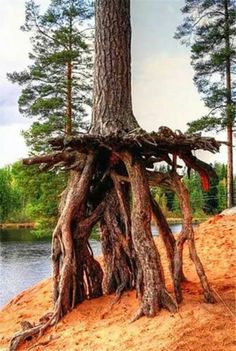 a tree that is growing out of the sand near water and trees in the background