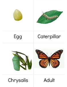 four different types of plants and animals with the names in each one's letters