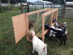 three goats are eating hay out of their pen