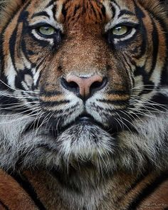 a close up shot of a tiger's face with green eyes and brown fur