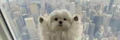 a small white dog standing in front of a window looking at the city from high up