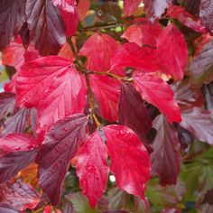 red leaves with green and purple foliage in the background