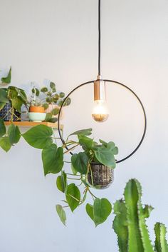 a plant hanging from a light fixture next to a potted plant on a shelf