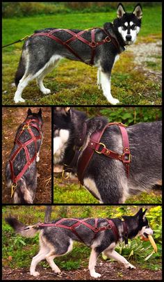 four different pictures of a husky dog with harnesses and leashes on it's back