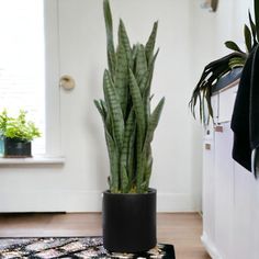 a house plant in a black pot on a rug