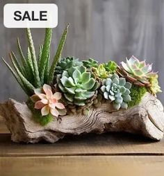 succulents and other plants are displayed on a piece of wood for sale