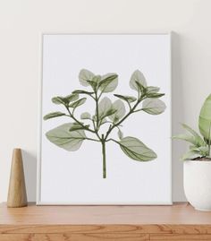 a green plant sitting on top of a wooden table