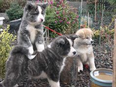 two puppies are standing on their hind legs in the garden, one is being held up by its owner