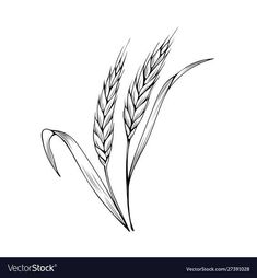 an ear of wheat on a white background with clippings in the style of engraving