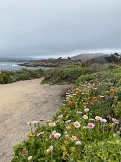 the path to the beach is lined with wildflowers