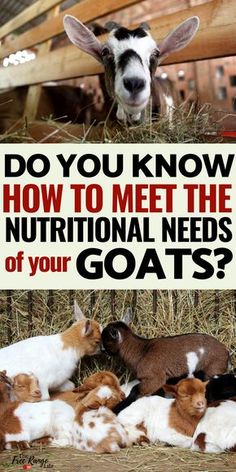 goats are laying down in hay with the caption do you know how to meet the nutritional needs of your goats?