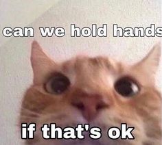 an orange cat with the caption can we hold hands? if that's ok