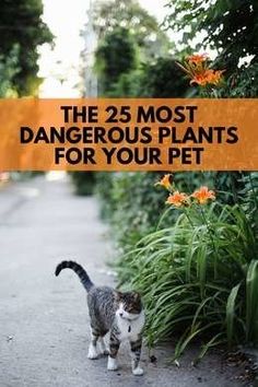 the 25 most dangerous plants for your pet that you can't tell they are