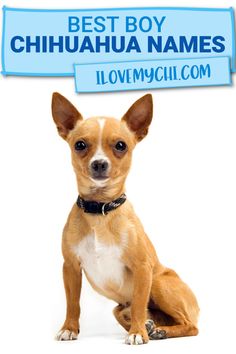 a small brown dog sitting on top of a white floor next to a blue sign