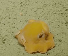 a yellow animal laying on the ground with dirt around it's head and eyes