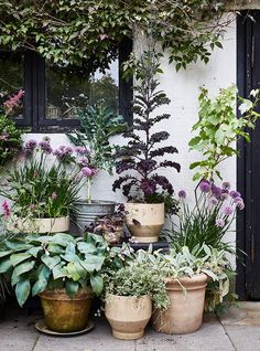 several potted plants are lined up on the ground near a wall with a window