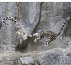 two snow leopards jump off rocks into the water