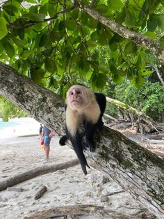 a monkey sitting on top of a tree branch next to a person in the background