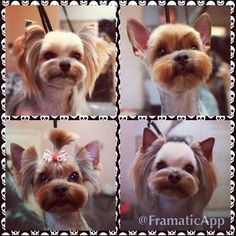 four pictures of a small dog with different haircuts on it's head