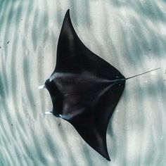 a manta ray swimming in the ocean