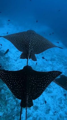 two large spotted fish swimming in the ocean