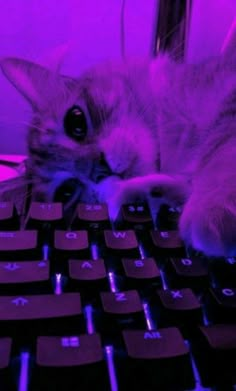 a close up of a cat laying on top of a computer keyboard with its head resting on the keys