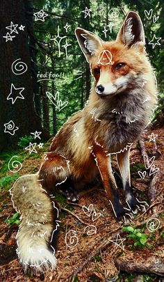 a red fox sitting on top of a forest floor