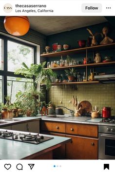 an image of a kitchen setting with plants on the shelves and pots on the stove