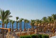 palm trees and umbrellas line the beach in front of an ocean side resort area