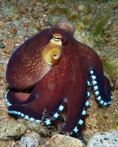 an octopus sitting on the ground with its eyes closed