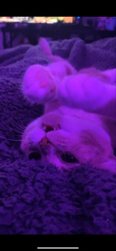 a cat laying on its back in the middle of a bed with purple lights behind it