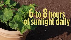 a potted plant with the words 6 to 8 hours of sunlight daily