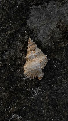 a sea shell is laying on the ground