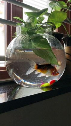 a goldfish in a fish bowl on a window sill next to a potted plant