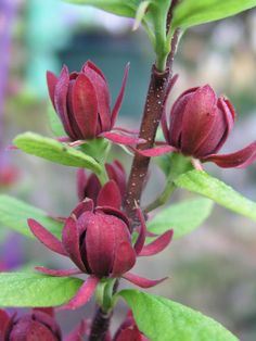 red flowers with green leaves in the foreground