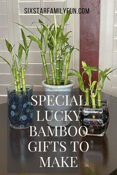 how to make lucky bamboo gifts Bamboo Plant