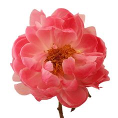 a large pink flower on a white background