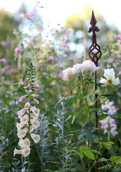 white and pink flowers growing in a garden