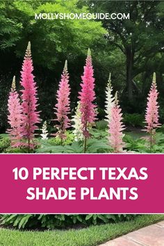 pink flowers with the words 10 perfect texas shade plants