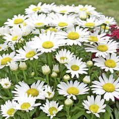 white and yellow daisies in a garden with red flowers on the grass behind them