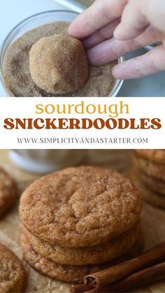 A tray of freshly baked sourdough snickerdoodles with golden cinnamon-sugar coating, made with sourdough discard. Sour Dough Snicker Doodle Cookies, Adding Sourdough Discard To Recipes, Sour Dough Sugar Cookie Recipe, Sourdough Snickerdoodle Cookies Recipe, Overnight Sourdough Cookies, Easy Discard Recipes Sourdough, Sourdough Discard Snickerdoodle, Snickerdoodle Sourdough Cookies, Sourdough Starter Discard Cookies