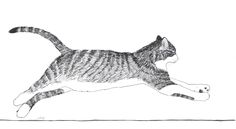 a drawing of a cat jumping in the air