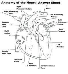 the anatomy of the heart with labels