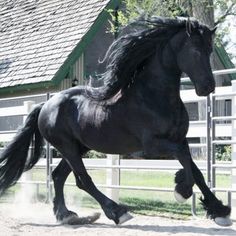 a black horse is galloping in an enclosed area