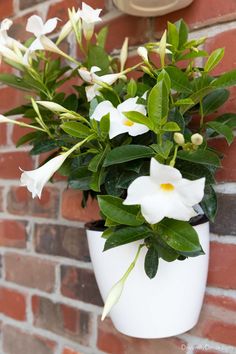 a white flower pot hanging on a brick wall