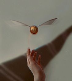 a hand reaching out towards a flying insect