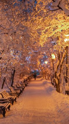 a row of benches sitting next to each other on a snow covered park bench lined with trees