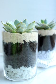 two glass vases with succulents in them on a white table top