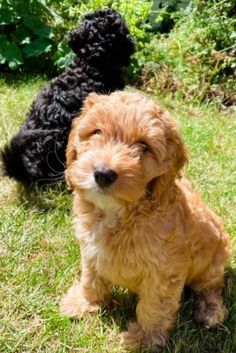 two small dogs are sitting in the grass together and one is looking up at the camera