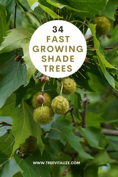 some green leaves with the words, 34 fast growing shade trees on it's side